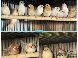 Finches birds Zebra Finches . - Advert 11