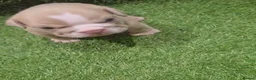 English Bulldog dogs for sale: 3wk old English bulldog puppies  - Advert 4