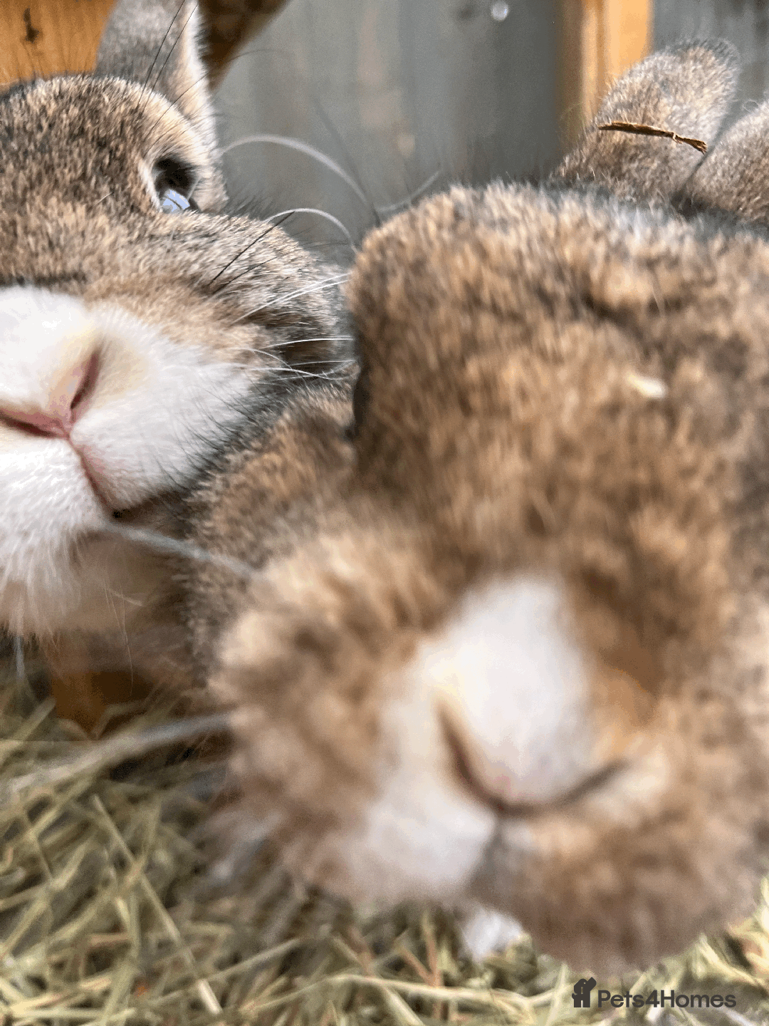 Netherland Dwarf rabbits for sale: Bonded pair of Netherlands Dwarfs - Image 4
