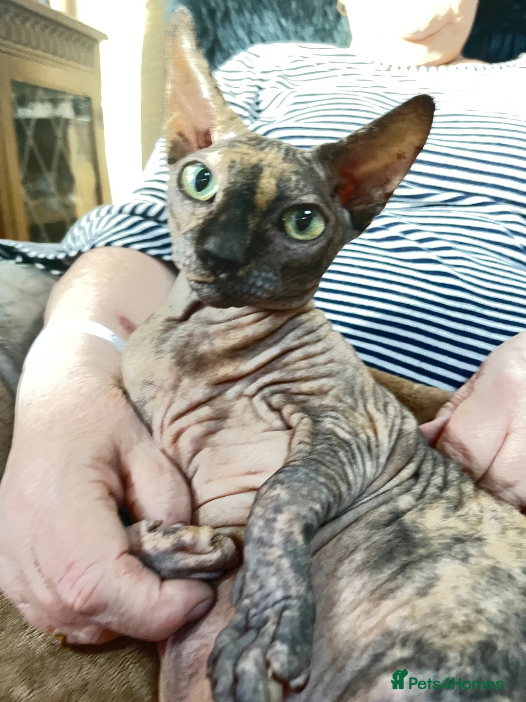 Sphynx cats for sale: SPHYNX CAT SPAYED FEMALE - Advert 2
