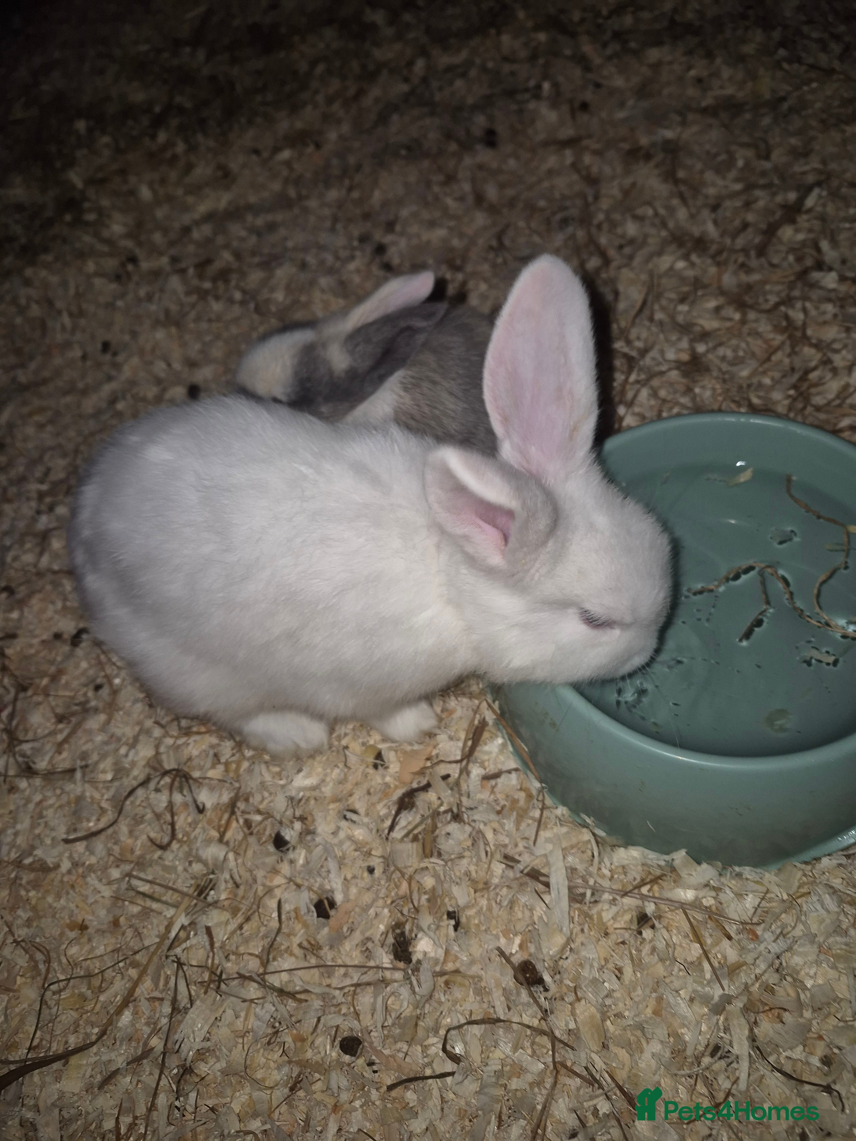 Mixed Breed rabbits Baby rabbits for sale - Advert 2