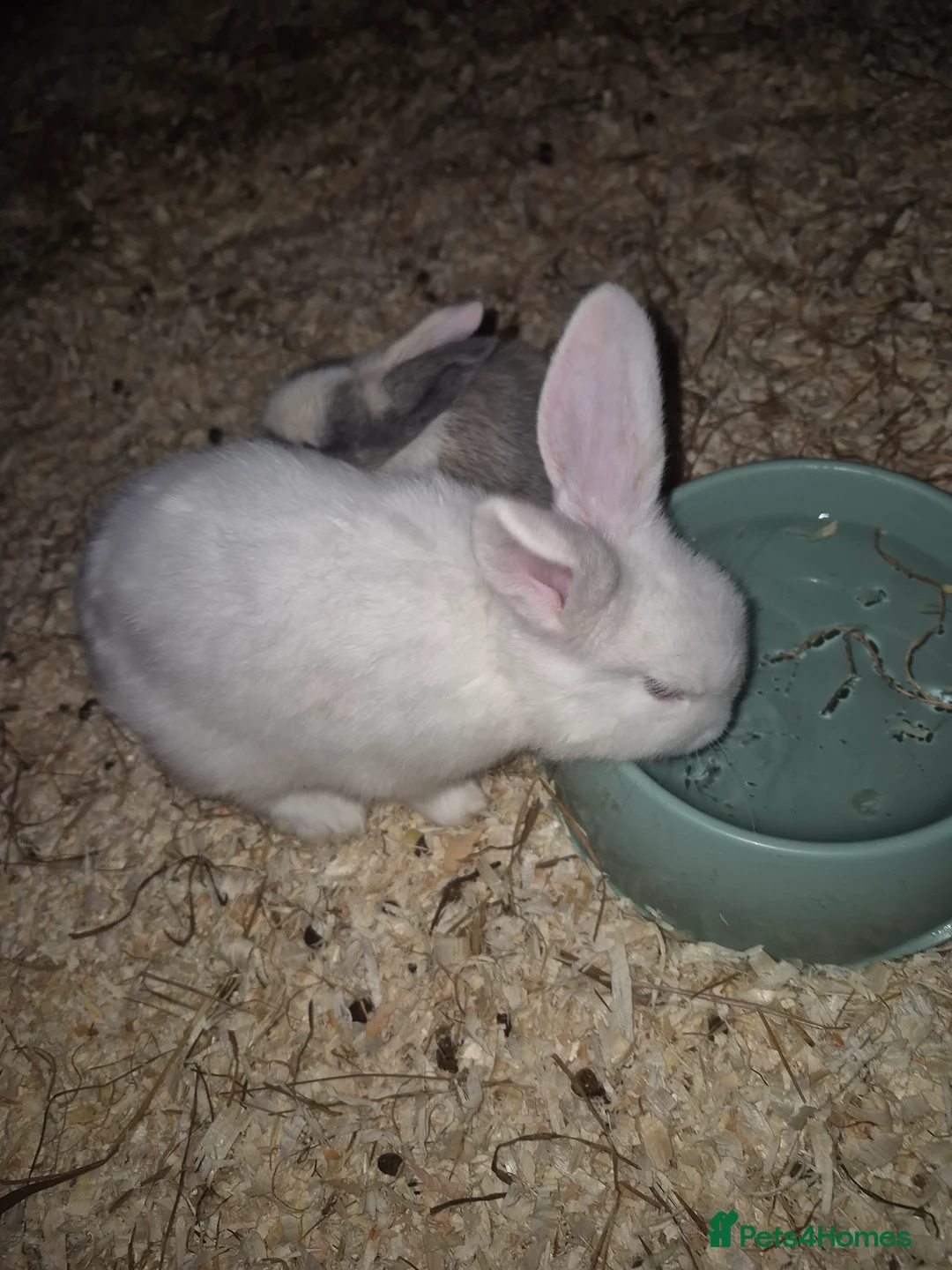 Mixed Breed rabbits for sale: Baby rabbits for sale - Advert 1