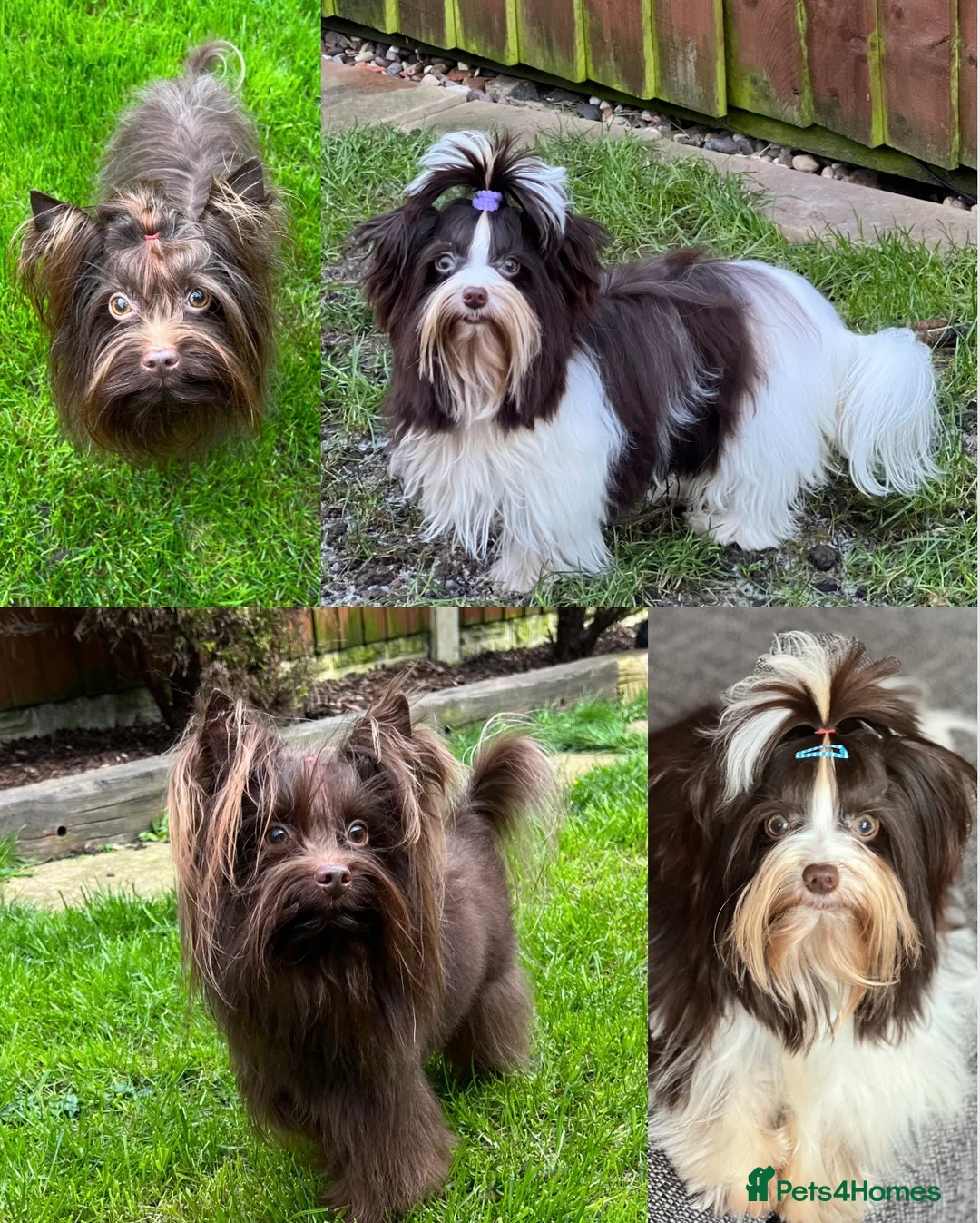 Yorkshire Terrier dogs for stud: DNA tested Tiny Biro and Choco Stud Boys   in Coventry - Advert 2