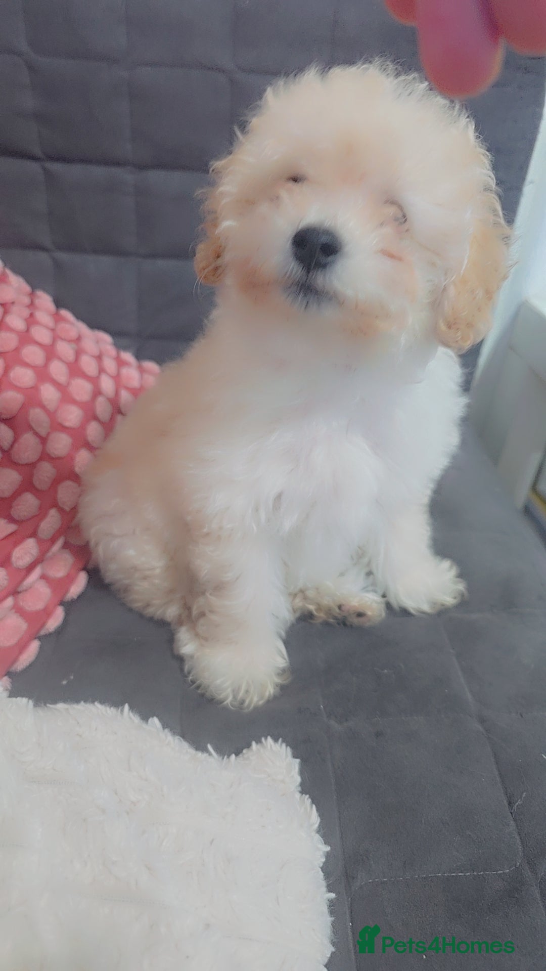 Maltese dogs for sale: Stunning little girl - Advert 3