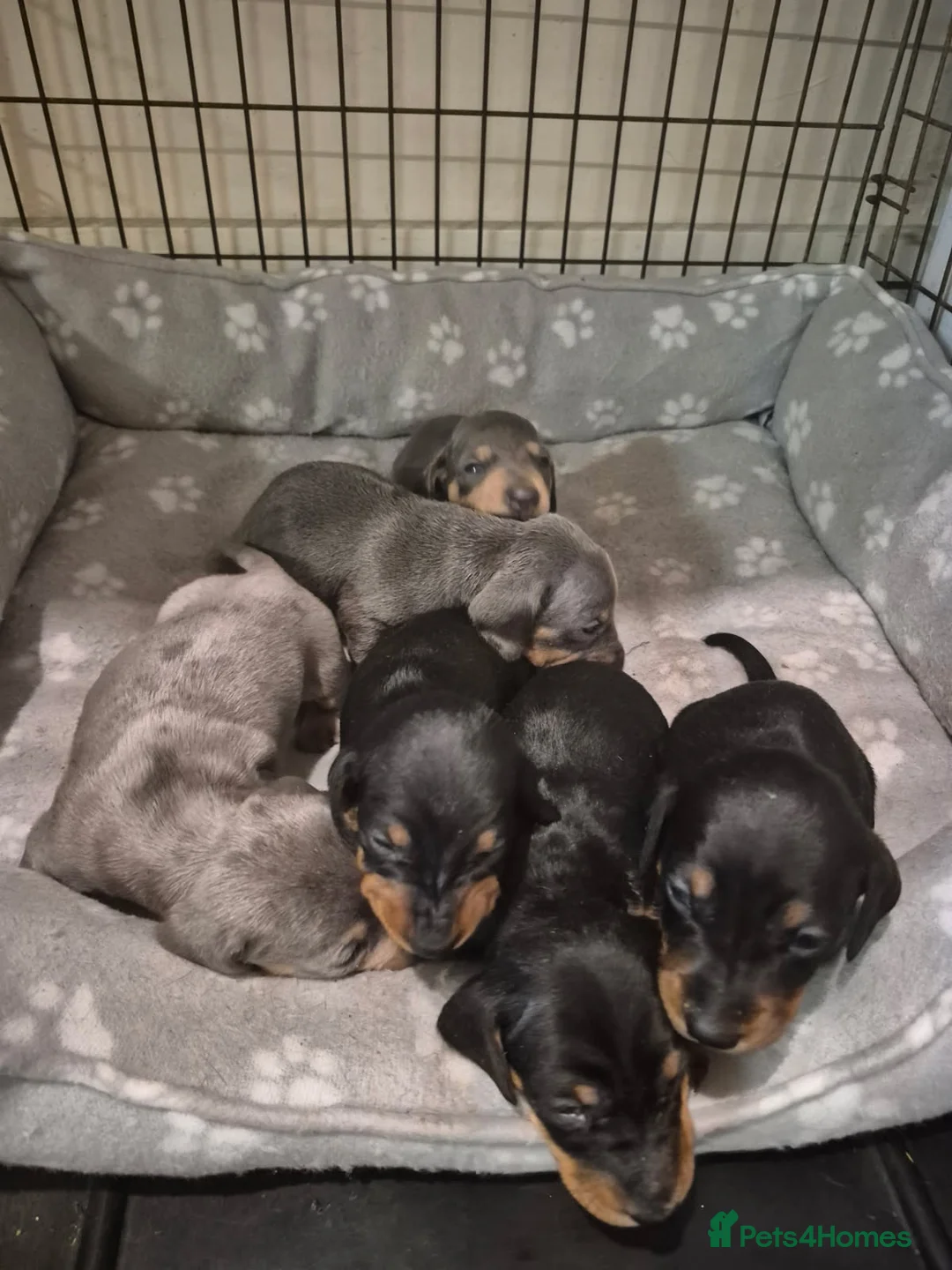 Miniature Dachshund dogs for stud: FOR STUD PROVEN KCreg Choc & tan mini Dachshund in Sunderland - Advert 26