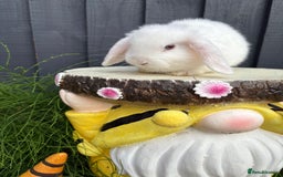 Mini Lop rabbits for sale: Mini lop baby bunny rabbits  - Image 8
