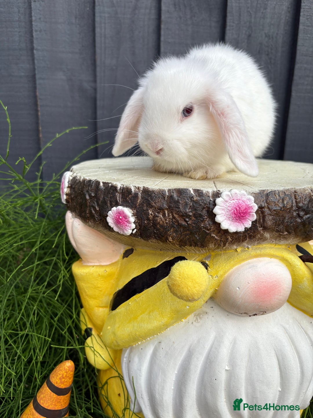 Mini Lop rabbits for sale: Mini lop baby bunny rabbits  - Image 8