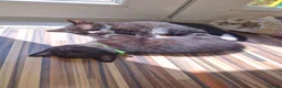 Mixed Breed cats for sale: Stroudies Ruby, Ivy, Dilly, Dave n Norman need ya - Advert 25