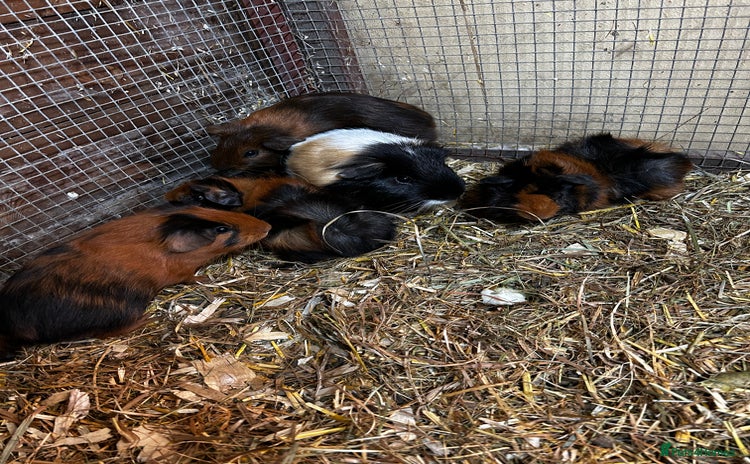 Guinea Pig rodents - Advert 6
