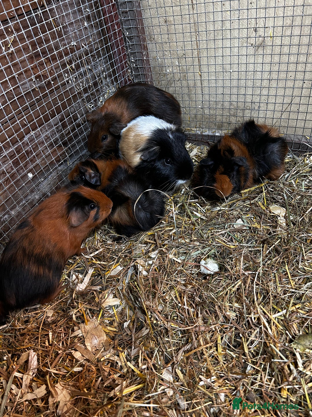 Guinea Pig rodents for sale: Baby guinea Pigs for sale - Image 1