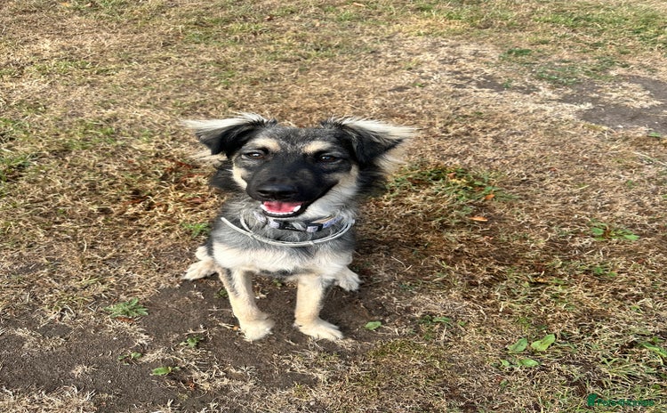 Mixed Breed dogs - Advert 6