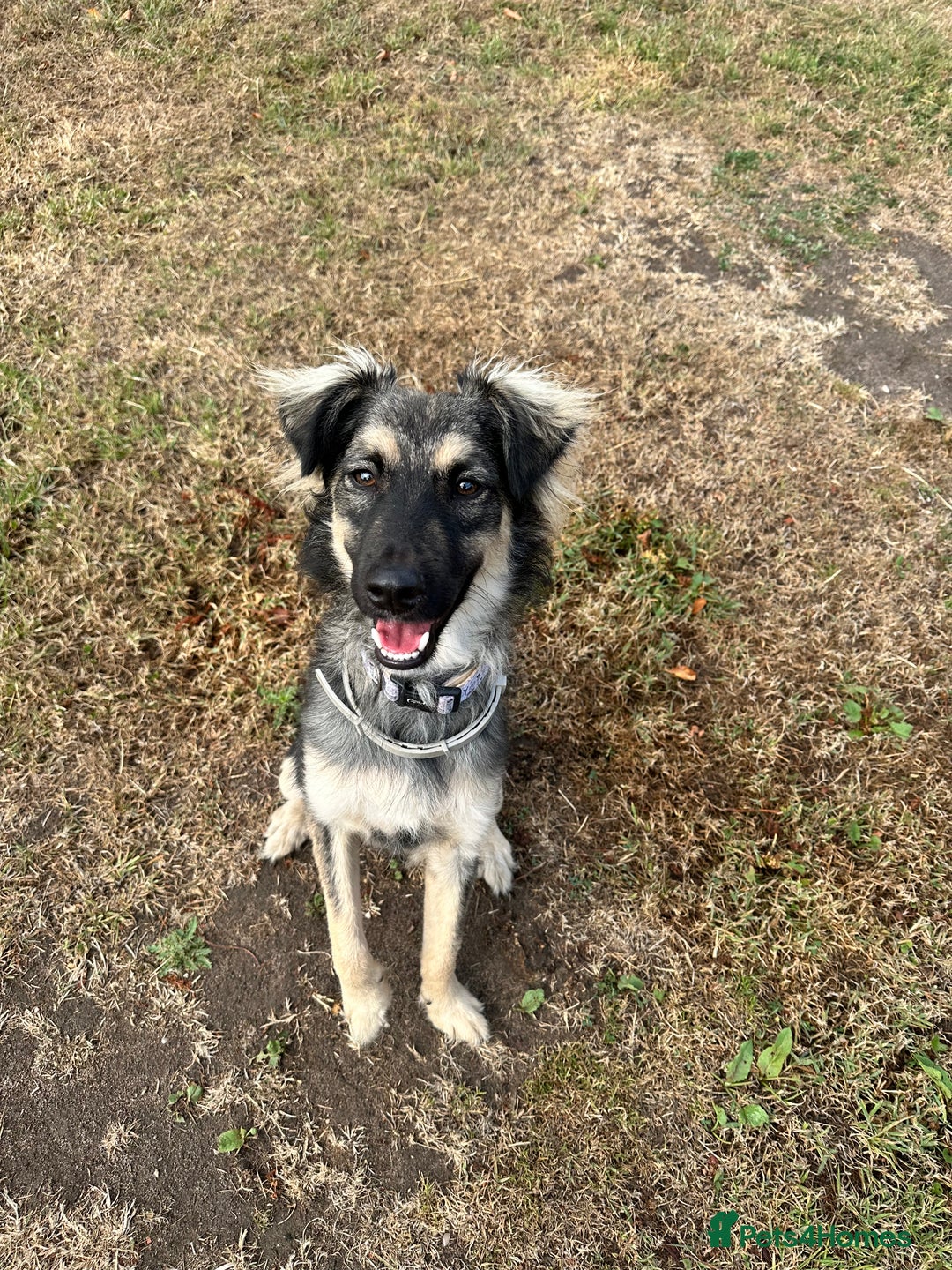 Mixed Breed dogs for adoption: Benji seeks forever home - Image 1