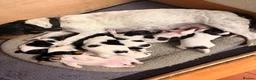 Jack Russell dogs for sale: Tri coloured Jack Russell pups in Isle of Bute - Advert 10