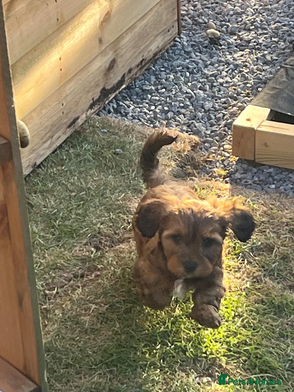 Mixed Breed dogs Havatoodle Pups - Advert 11