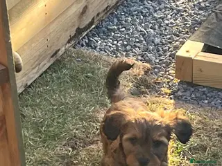 Mixed Breed dogs Havatoodle Pups - Advert 11