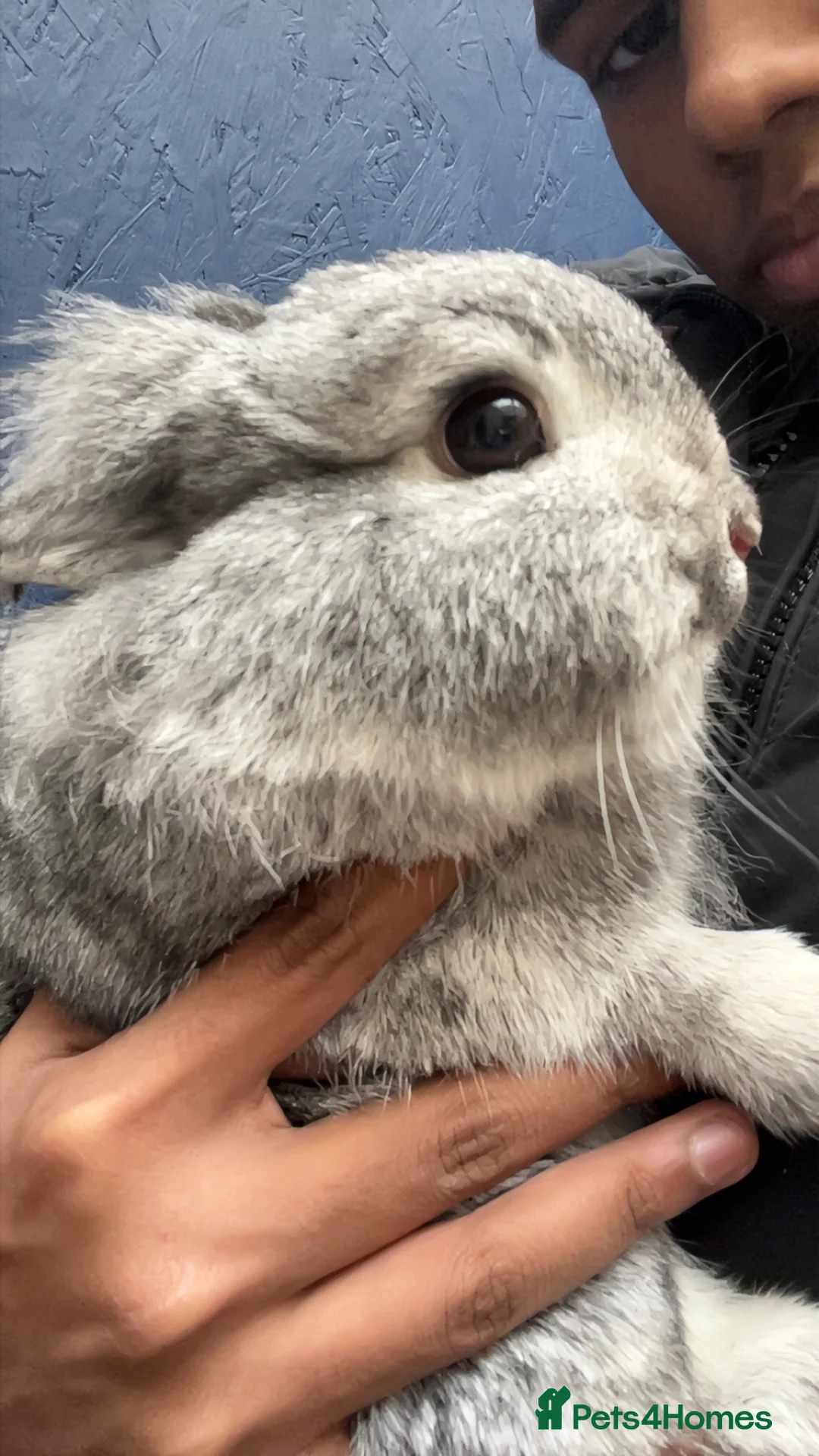 Mixed Breed rabbits for sale: Bunny  in London - Advert 1