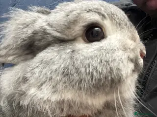 Mixed Breed rabbits Bunny - Advert 1