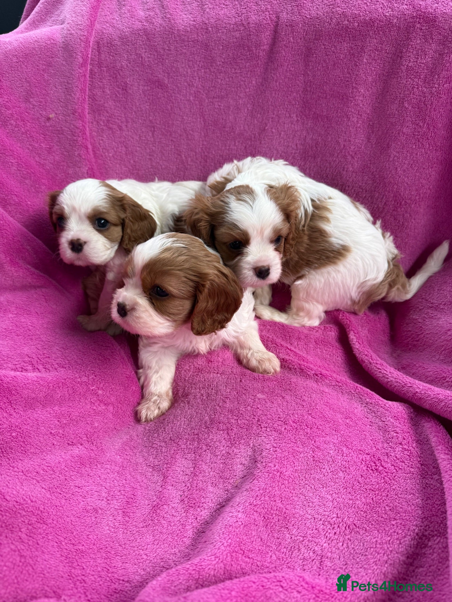 Cavalier King Charles Spaniel dogs Cavalier King Charles Spaniel puppies - Advert 2