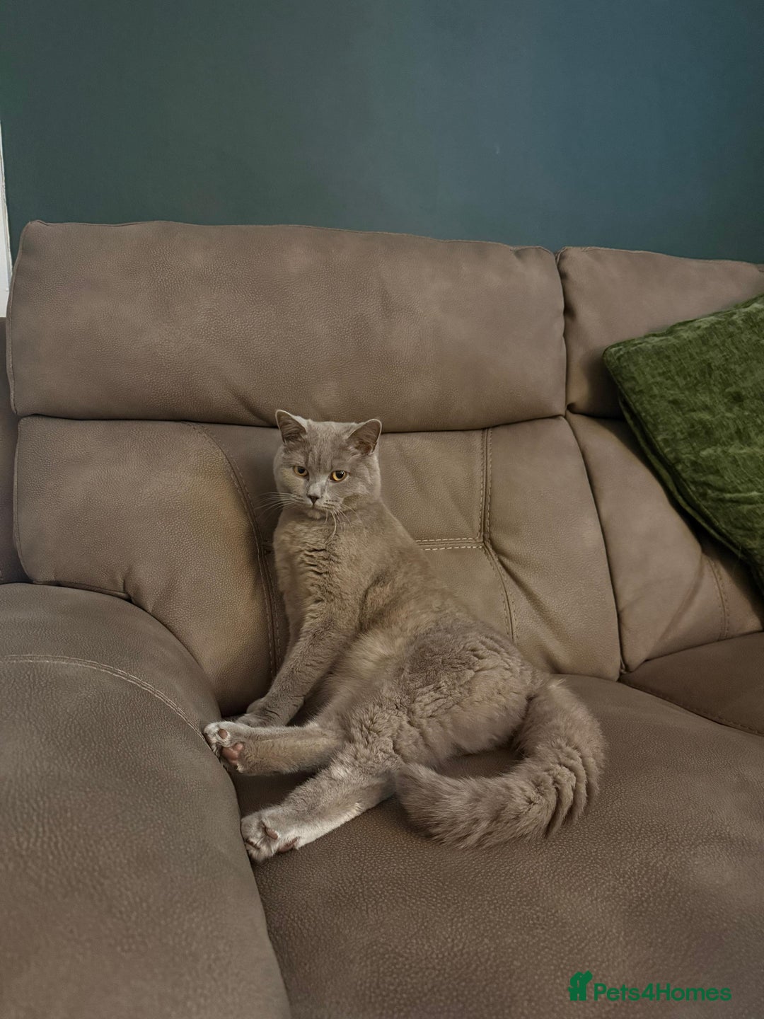 British Shorthair cats for sale: British Shorthair for Sale - Advert 1