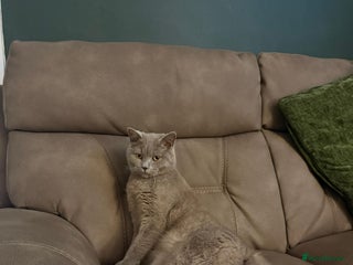 British Shorthair cats British Shorthair for Sale - Advert 1