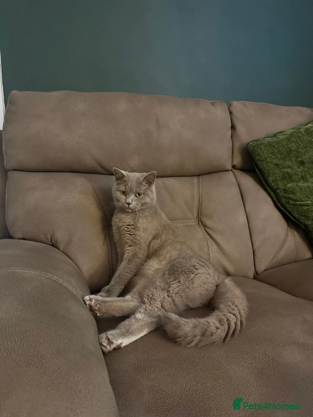 British Shorthair cats for sale: British Shorthair for Sale - Advert 1