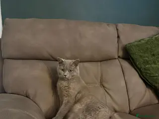 British Shorthair cats British Shorthair for Sale - Advert 20