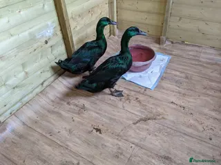 Ducks poultry Cayuga and Runner duck hatching eggs and ducklings - Advert 12