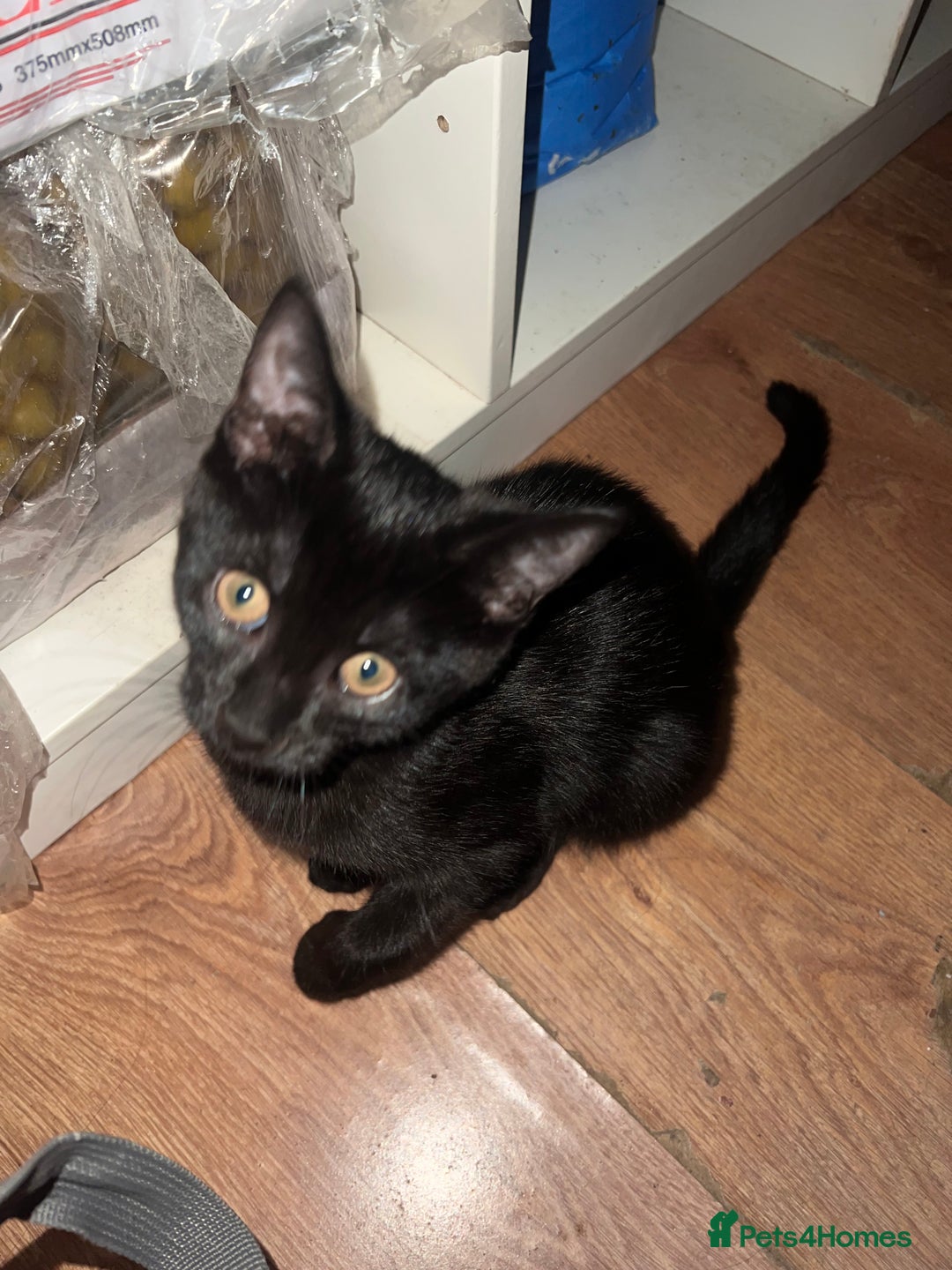 Mixed Breed cats for sale: Cute and playful kitties  - Image 9