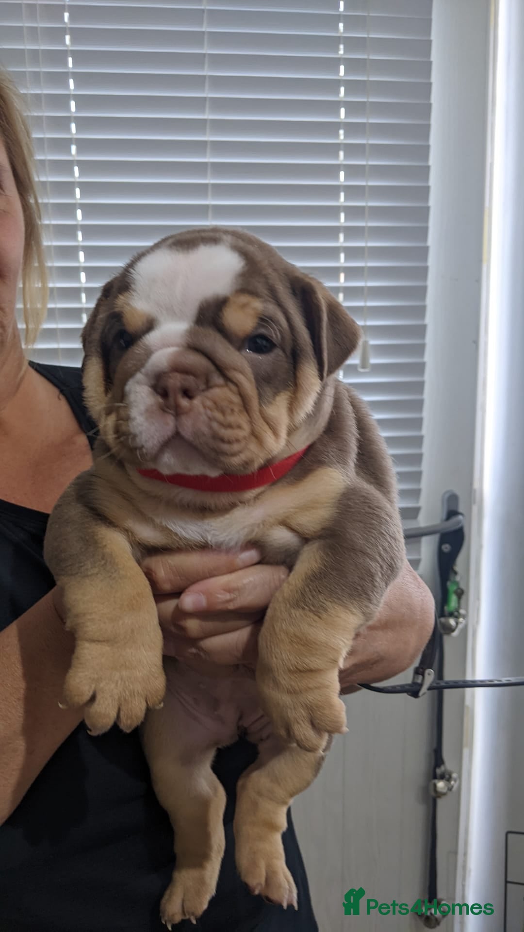 English Bulldog dogs for sale: English bull dogs  - Image 19