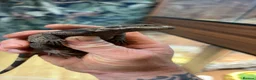 Lizard reptiles for sale: Chuckwalla in Bexhill-on-Sea - Advert 2