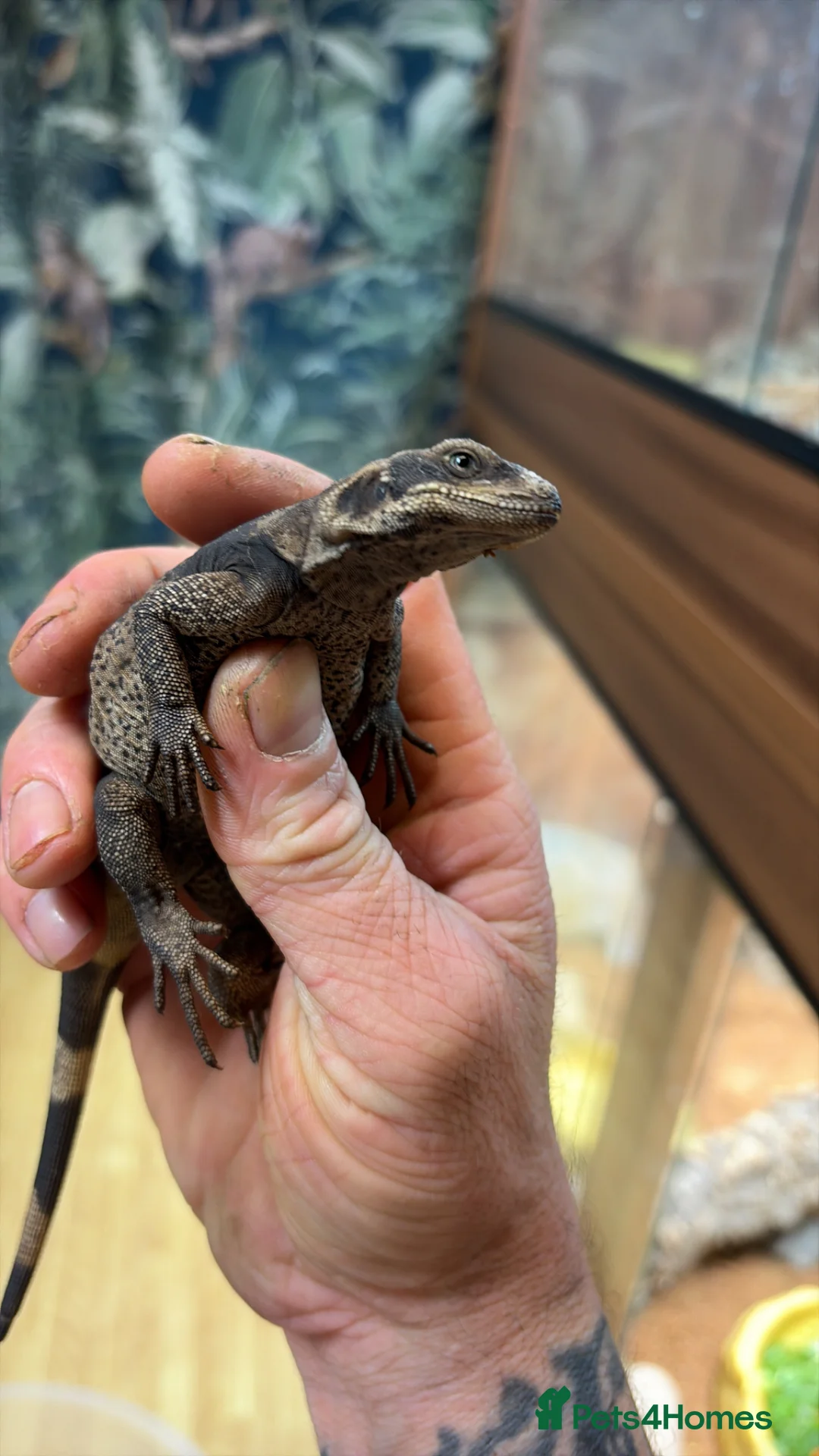 Lizard reptiles for sale: Chuckwalla in Bexhill-on-Sea - Advert 2