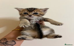 British Shorthair cats for sale: BRITISH SHORT HAIR FOR SALE !! - Image 2