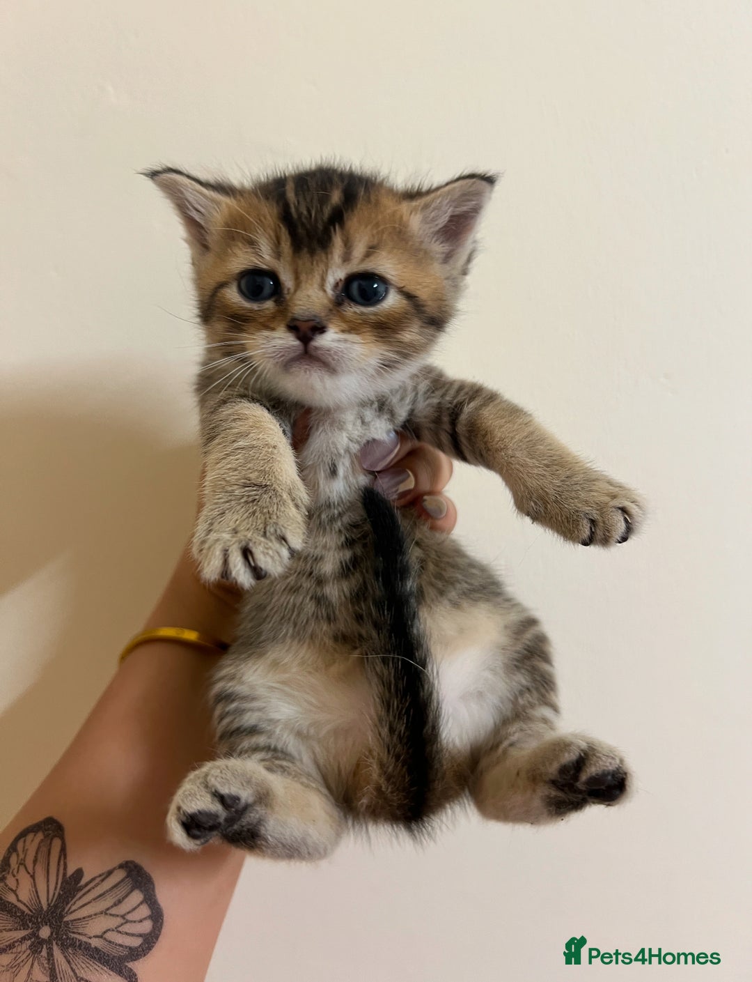 British Shorthair cats for sale: BRITISH SHORT HAIR FOR SALE !! - Image 2
