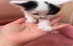Mixed Breed cats for sale: Black kitten and white&black kitten available  - Image 5