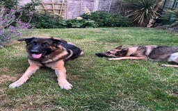 German Shepherd dogs for sale: 4 German Shepard x German Shepard cross dogs  - Image 2