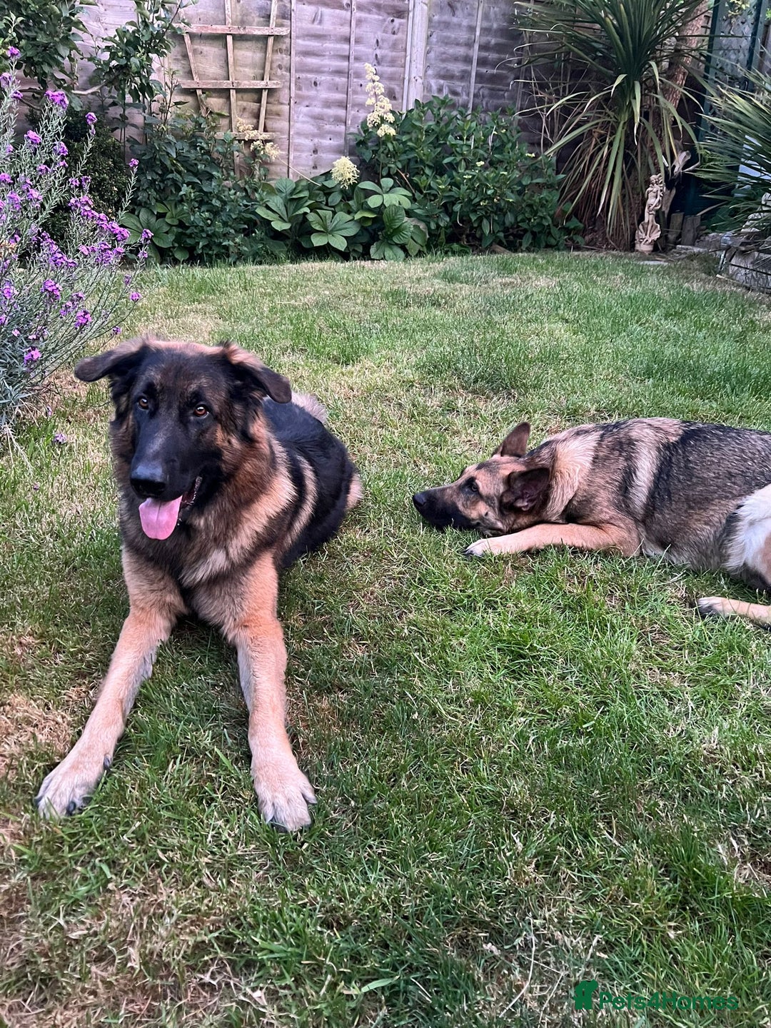 German Shepherd dogs for sale: 4 German Shepard x German Shepard cross dogs  - Image 2