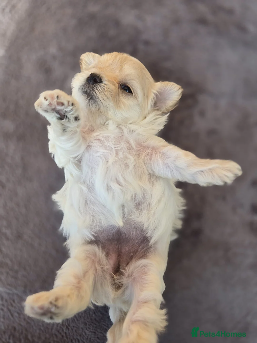 Maltipoo dogs for sale: F1🎀Maltipoo 🎀Luxury rare🎀 KC parents - Advert 12