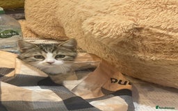 British Shorthair cats for sale: 3 Beautiful female kittens  - Image 6