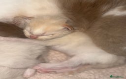 Ragdoll cats for sale: Tortie flame mink sepia tica  - Image 26