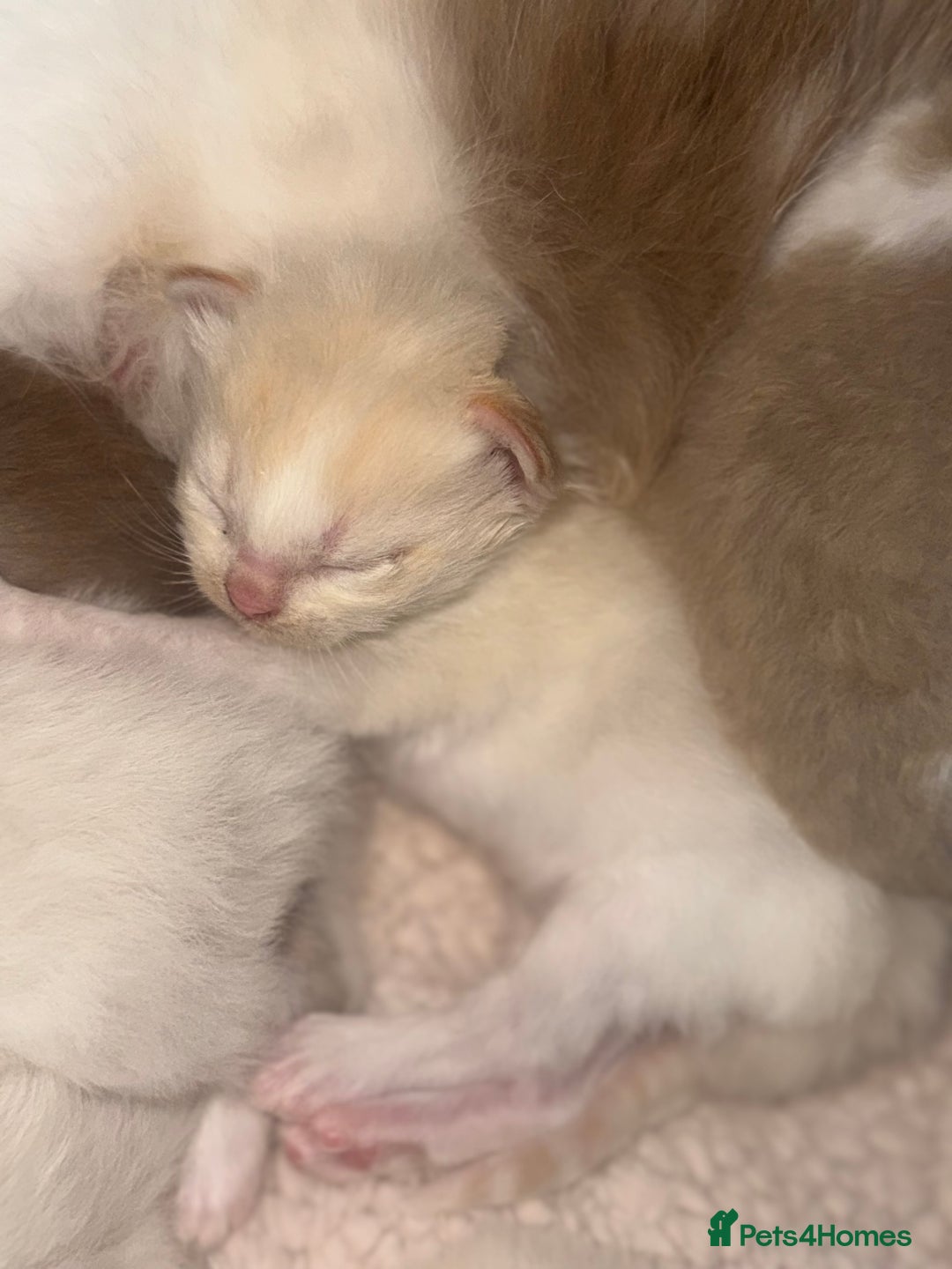 Ragdoll cats for sale: Tortie flame mink sepia tica  - Image 26