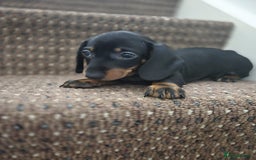 Dachshund dogs for sale: Dachshund puppies  - Image 7