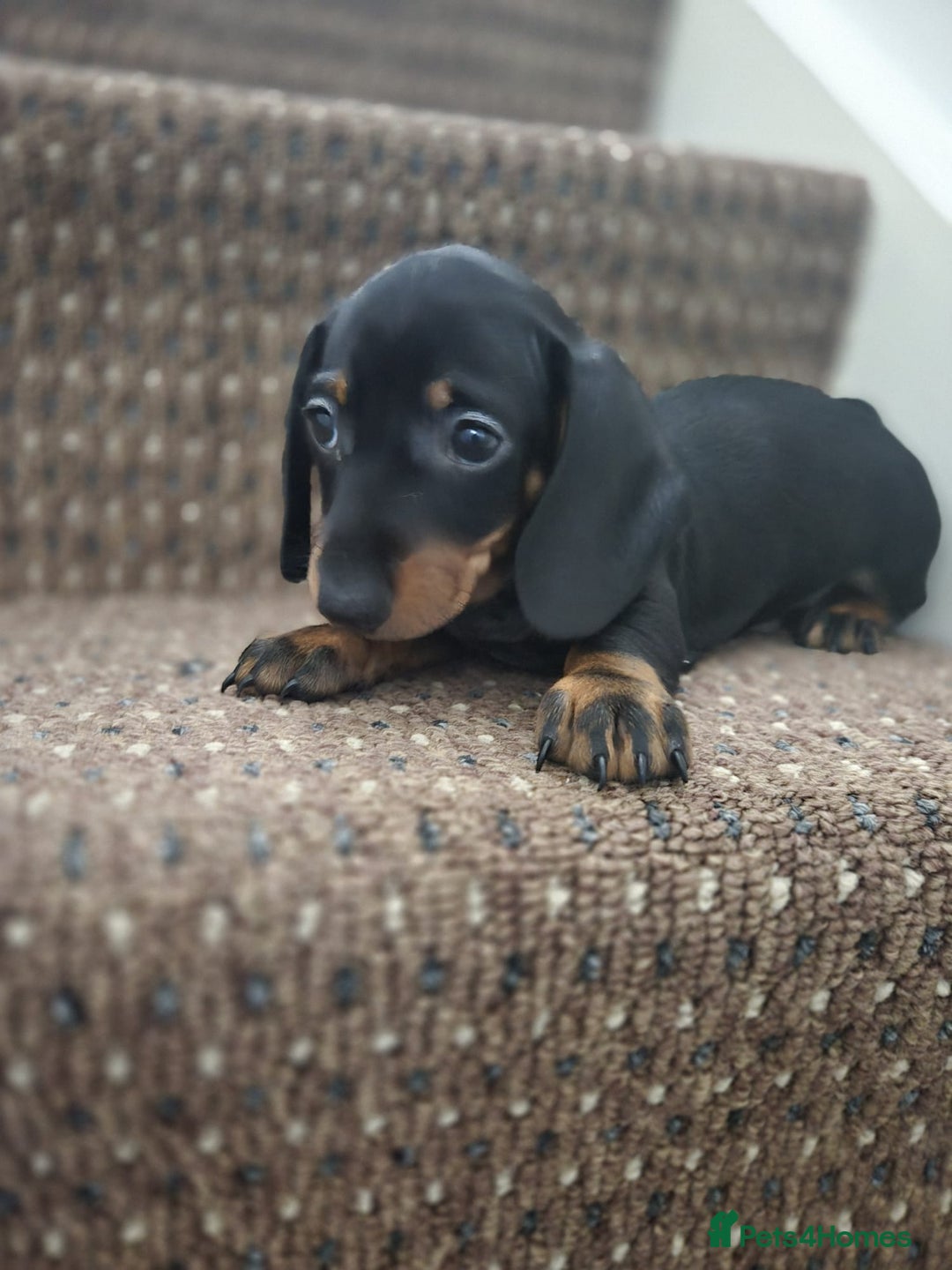 Dachshund dogs for sale: Dachshund puppies  - Image 7