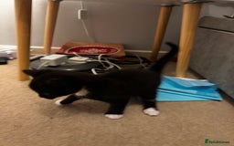 Domestic Shorthair cats for sale: 2 beautiful boy kittens  - Image 25