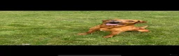 Labrador Retriever dogs for stud: PROVEN KC FOX RED LABRADOR in Thetford - Advert 4