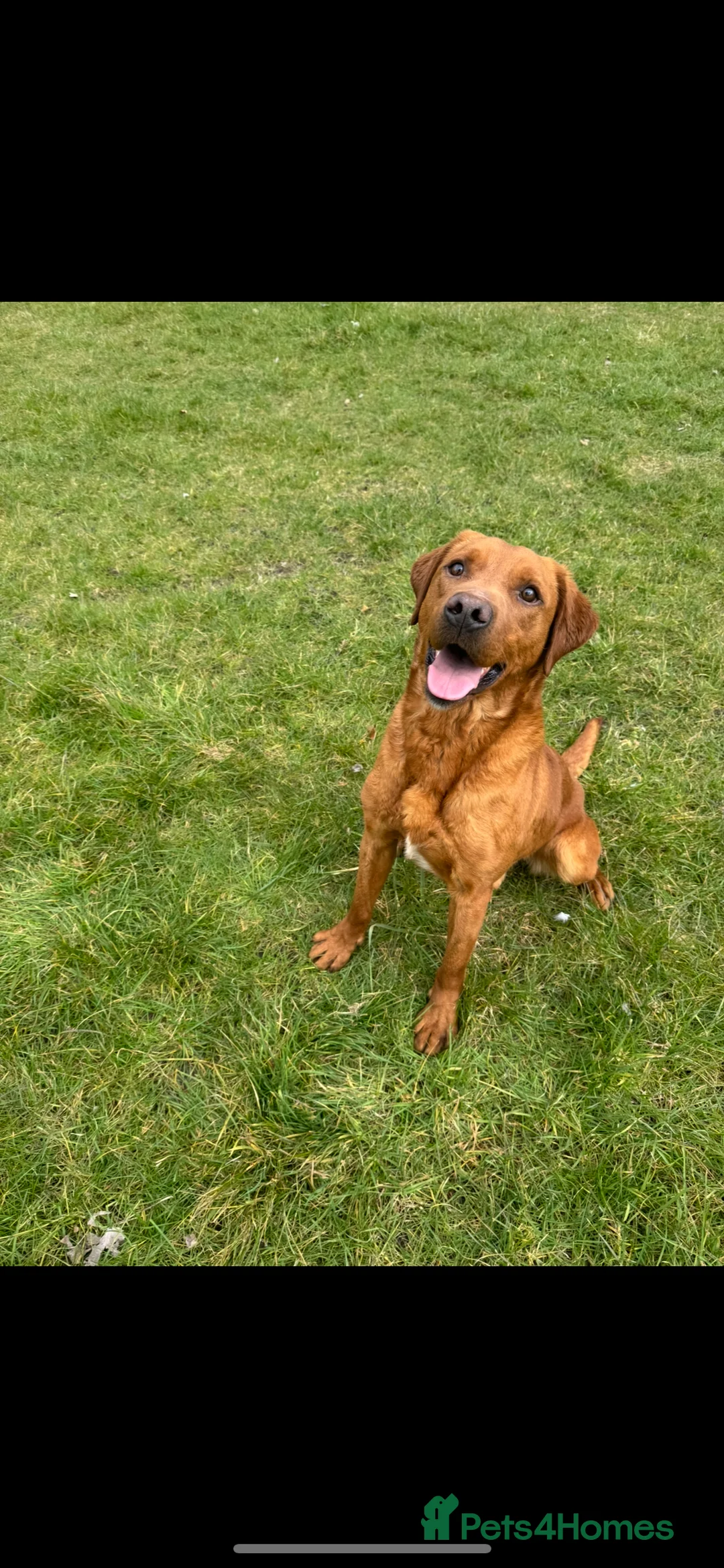 Labrador Retriever dogs for stud: PROVEN KC FOX RED LABRADOR in Thetford - Advert 4