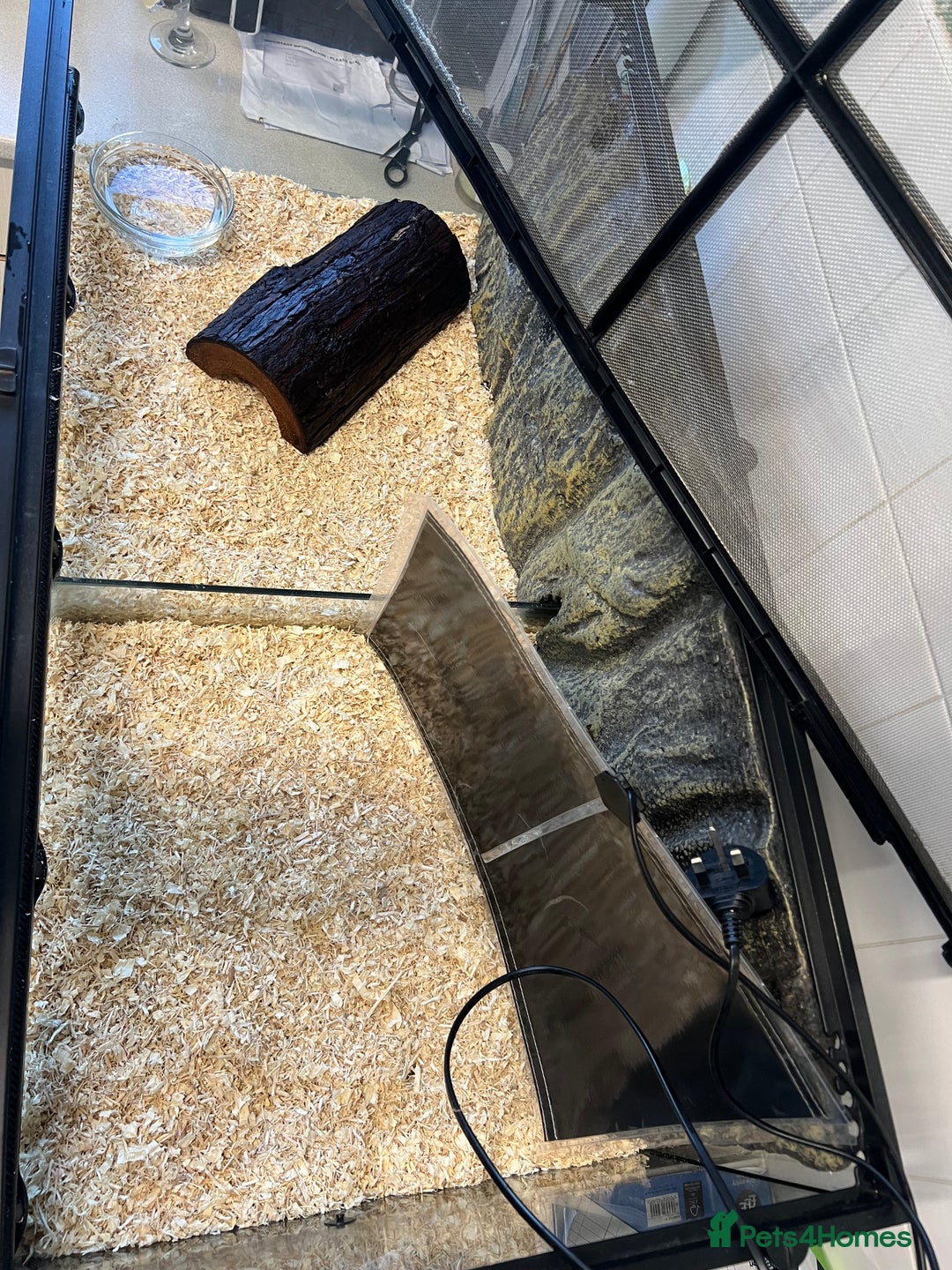 Python Snake reptiles for sale: Friendly Female Ball Pytho, Full Viv & feeding box - Image 9
