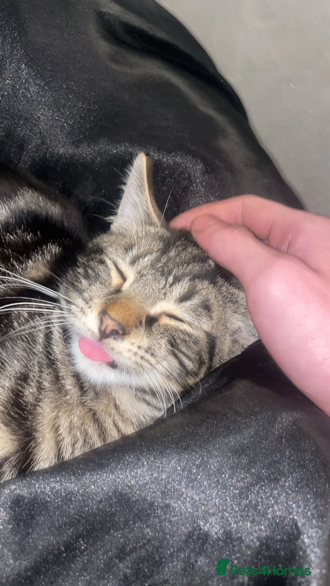 Mixed Breed cats for sale: Mixed breed Kitten  in Manchester - Advert 3