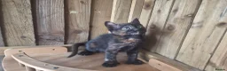Mixed Breed cats for sale: 3 Tortie Kittens Polydactyl  - Advert 5