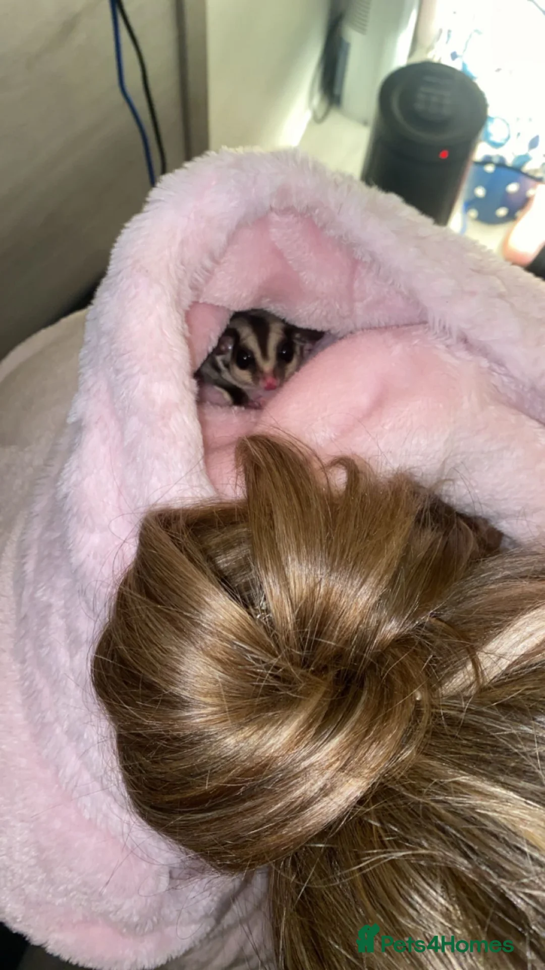 Sugar Glider rodents for sale: Bonded pair of sugar gliders  in Rochester - Advert 1