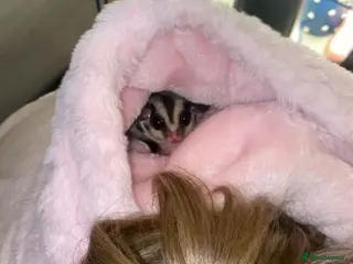 Sugar Glider rodents Bonded pair of sugar gliders - Advert 7